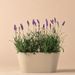 Lavender purple + free duopot taupe