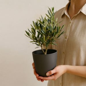 Olivenbaum Strauch 35cm + gratis Topf