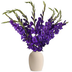 Purple gladioli