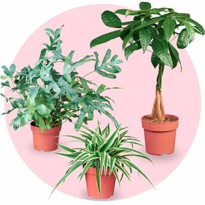 Air Purifying Plant bundle