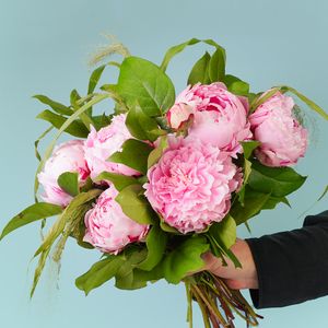 Rosa Pfingstrosen Gwen