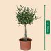 Olive tree 50cm + free planter