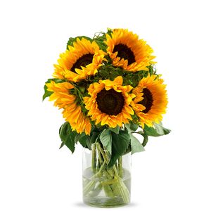 5 Sonnenblumen