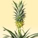 Ananasplant en Graslelie + gratis pot