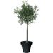 Large olive tree 100cm