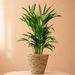 Areca palm | Goudpalm 60cm