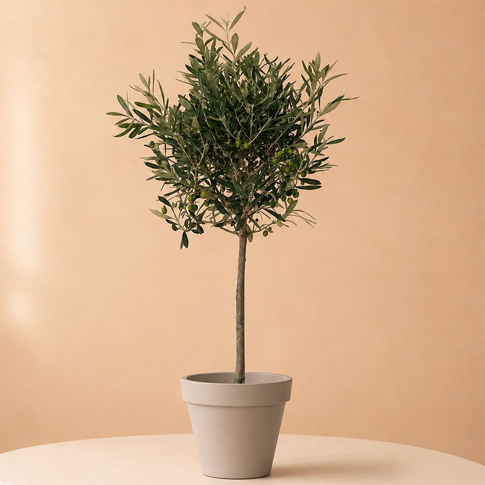 thuja whipcord Thuja plica 'Whipcord'