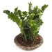 Zamioculcas