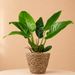 Philodendron Imperial Green