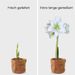 Amaryllis bulb white