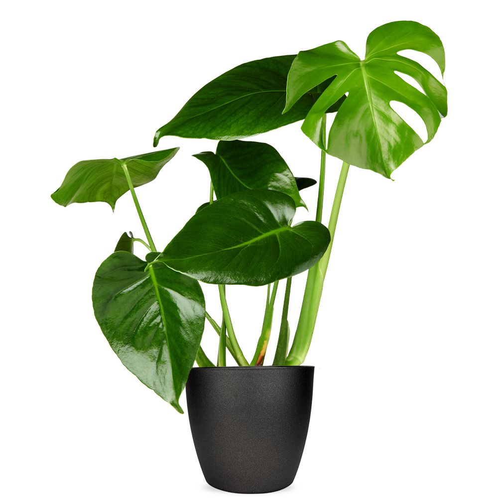 philodendron peru Philodendron fibraecataphyllum