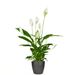 Peace lilies | Spatiphylium