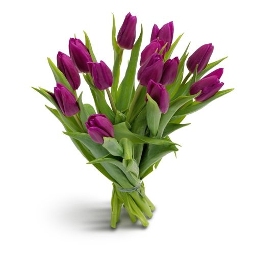 Tulips in purple passion - Tulips in purple passion delivery in Germany ...