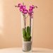 Roze Orchidee 2-Tak + vaas