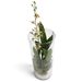 Stilvolle Oncidium Orchidee