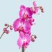 Orchidée papillon rose