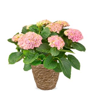 Hydrangea pink