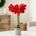 Amaryllis bulb red