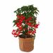 Ardisia crenata