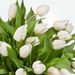 Bouquet of white tulips