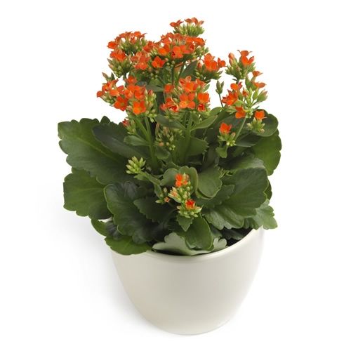 Orange Kalanchoe - Orange Kalanchoe delivery in Germany | Regionsflorist