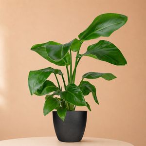 Strelitzia nicolai 60cm