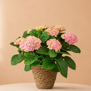 Magical Hortensia roze