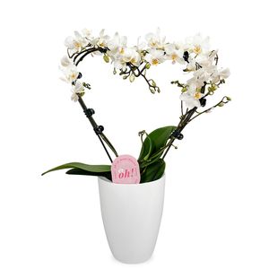 Saint Valentin orchidée coeur  + pot offert