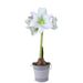 Amaryllis bol Arctic White