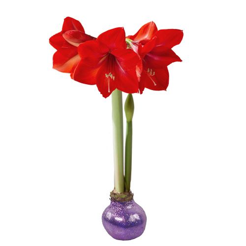 Amaryllis wax bol (paars glitter)