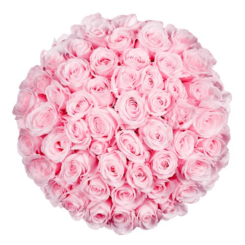 100 Premium rosa Rosen