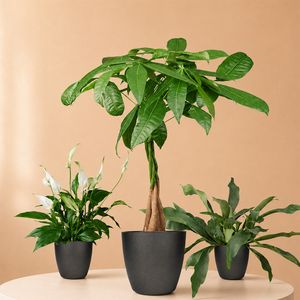 Pretty Green Plantenpakket
