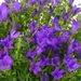 Campanula lila + gratis pot wit