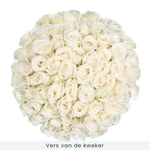 60 white roses | grower