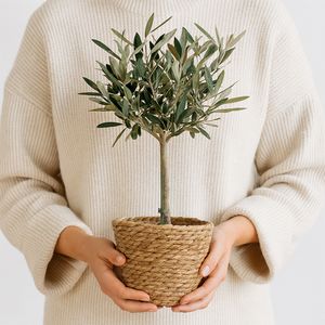 Olijfboom 50cm + gratis mandje