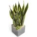 Flotte Sansevieria