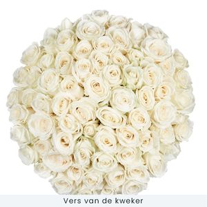70 white roses | Grower
