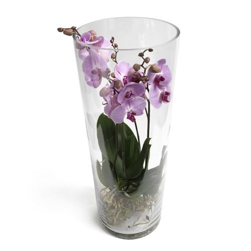 Trendy orchidee