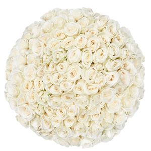 100 Premium white Roses | Florist