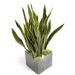 Flotte Sansevieria
