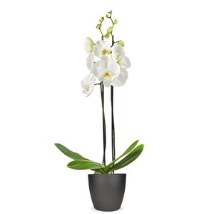 Witte orchidee 60 cm