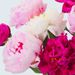 15 witte en roze pioenrozen