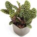 Tropical Calathea