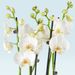 White Butterfly Orchid 4-branch