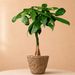 Geldboom | Pachira Aquatica 50cm
