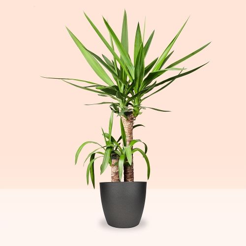 Yucca-Palme | Palmlilien