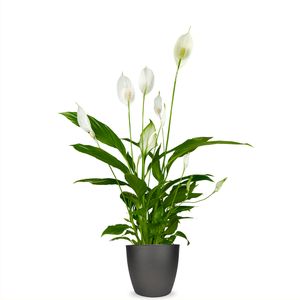 Peace Lily | Spathiphyllum (50-60 cm)