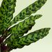 Pfeilwurz | Calathea lancifolia