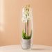 Weiße orchidee in Vase