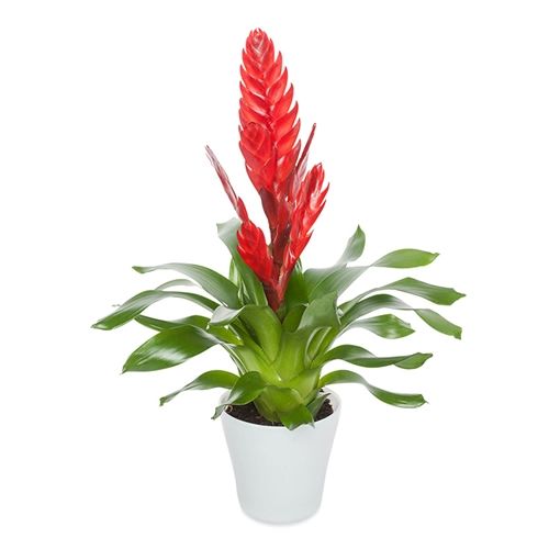 Rote Heliconia